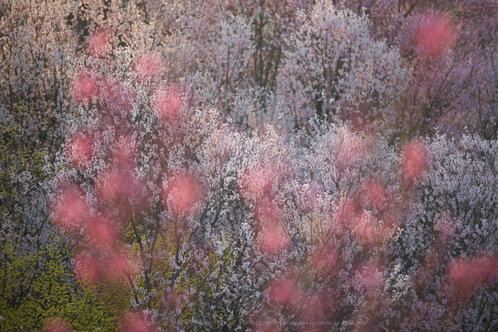 奈良の桜 2018 西吉野の桃源郷（奈良桜撮影の近況） ／ PENTAX K